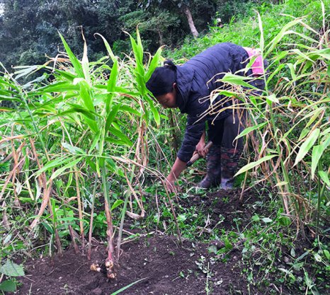 DECREASE IN THE YIELD ALL OVER INDIA